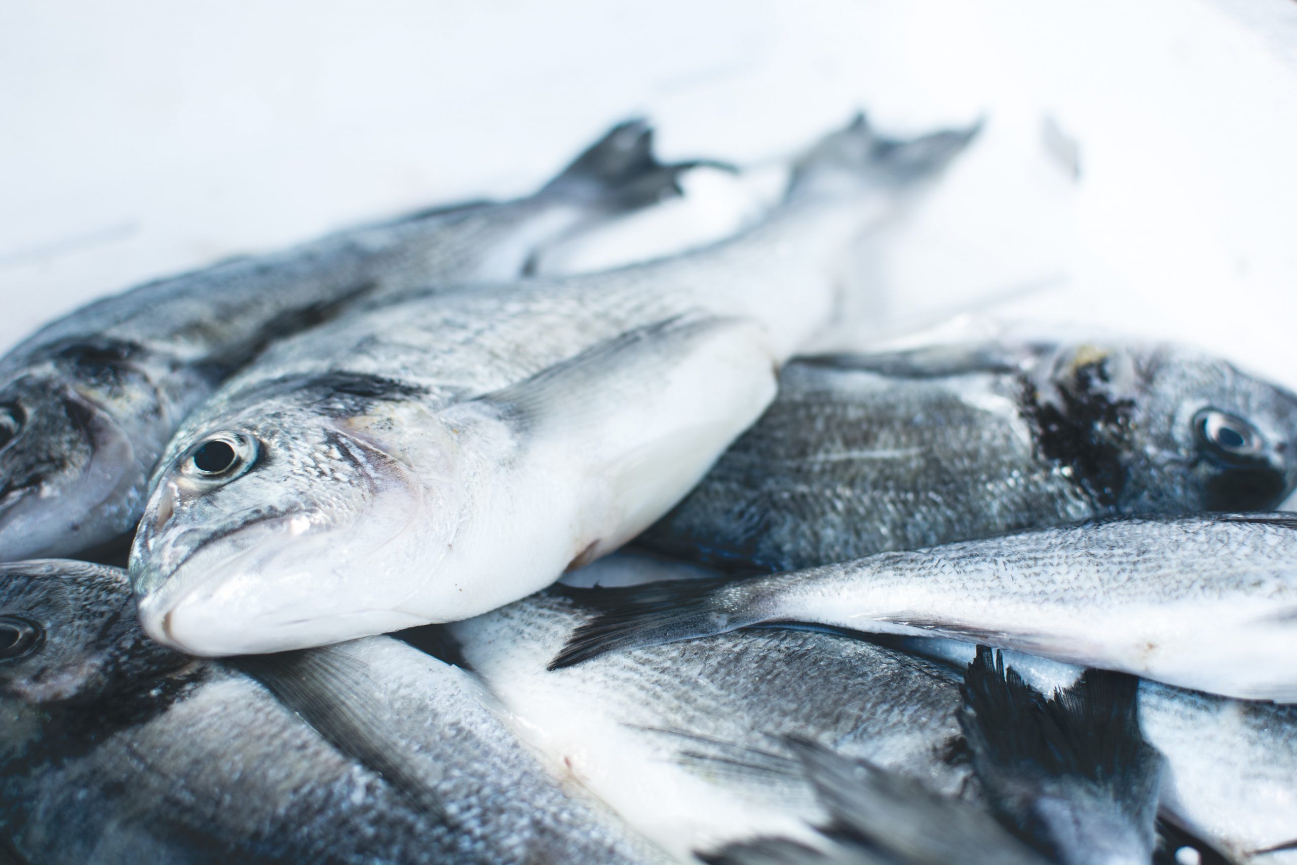 dar pescado al bebé
